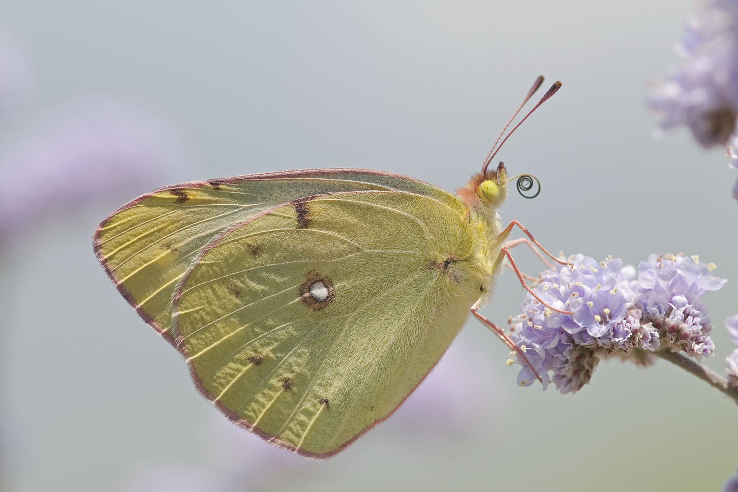 Colias spec